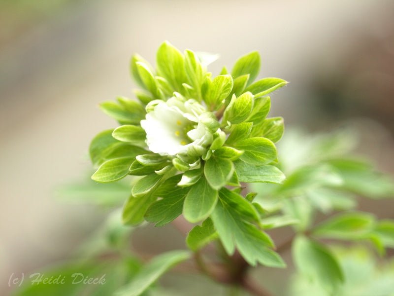 Anemone nemorosa 'Multiplicity' - Herrenkamper Gärten - Pflanzenraritäten