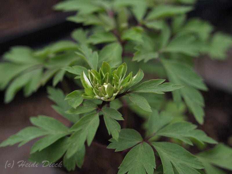 Anemone nemorosa 'Multiplicity' - Herrenkamper Gärten - Pflanzenraritäten