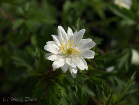 Anemone nemorosa 'Multiplicity' - Herrenkamper Gärten - Pflanzenraritäten