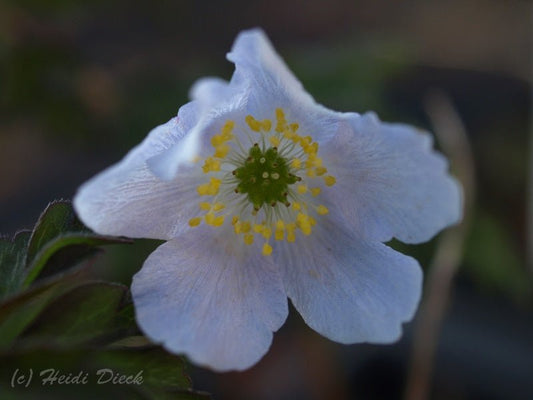 Anemone nemorosa 'Parlez Vouz' - Herrenkamper Gärten - Pflanzenraritäten