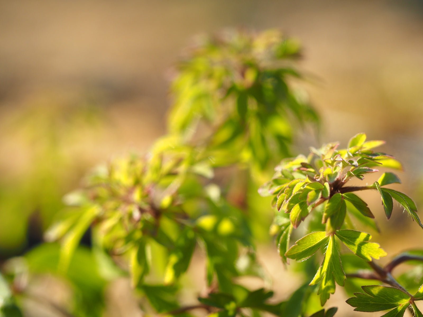 Anemone nemorosa 'Phyllodick Form' - Herrenkamper Gärten - Pflanzenraritäten