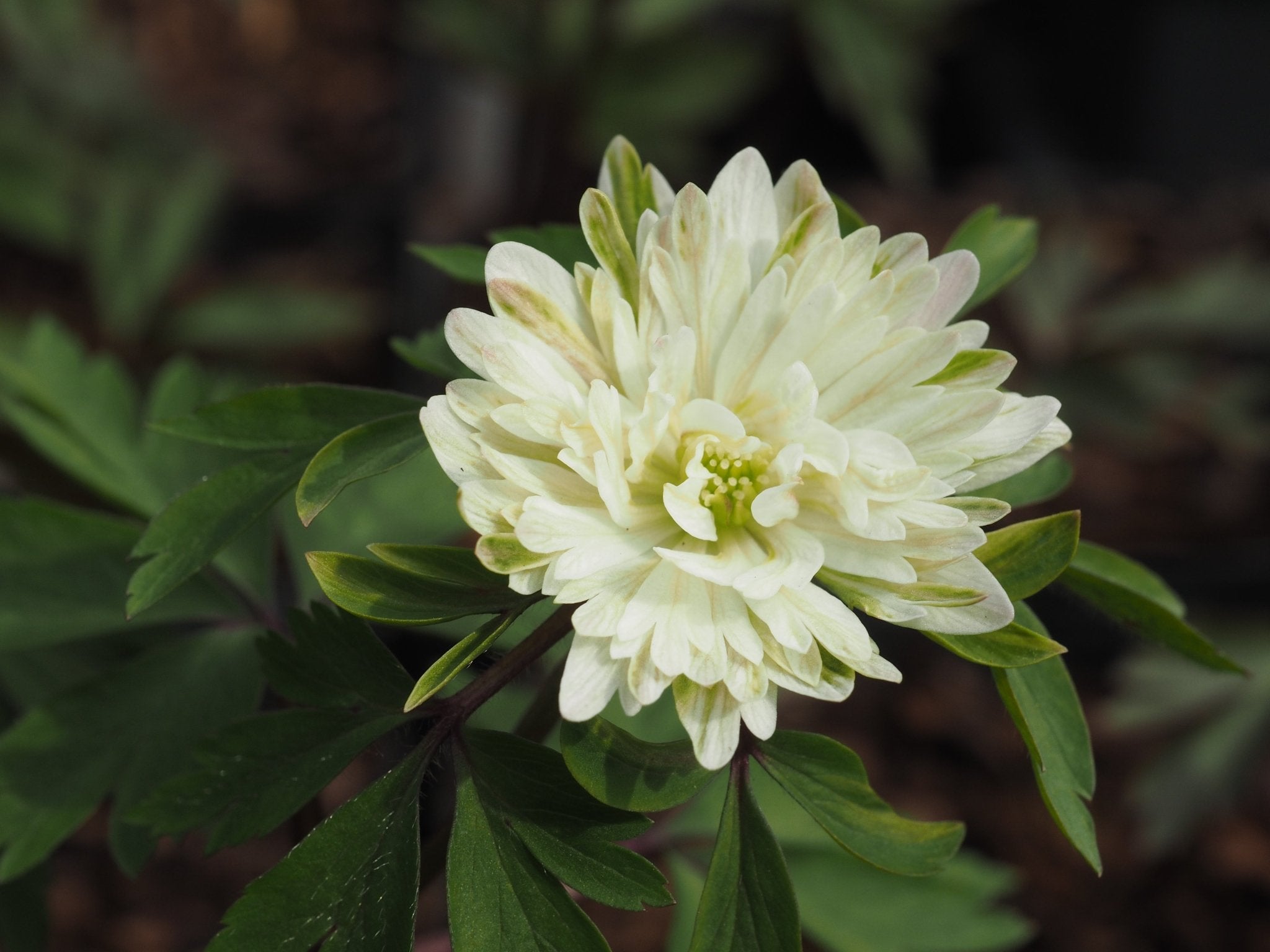 Anemone nemorosa 'Pleugers Plena' - Herrenkamper Gärten - Pflanzenraritäten