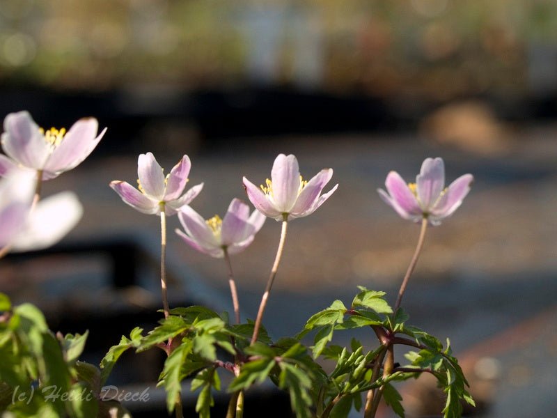 Anemone nemorosa 'Rosea' - Herrenkamper Gärten - Pflanzenraritäten
