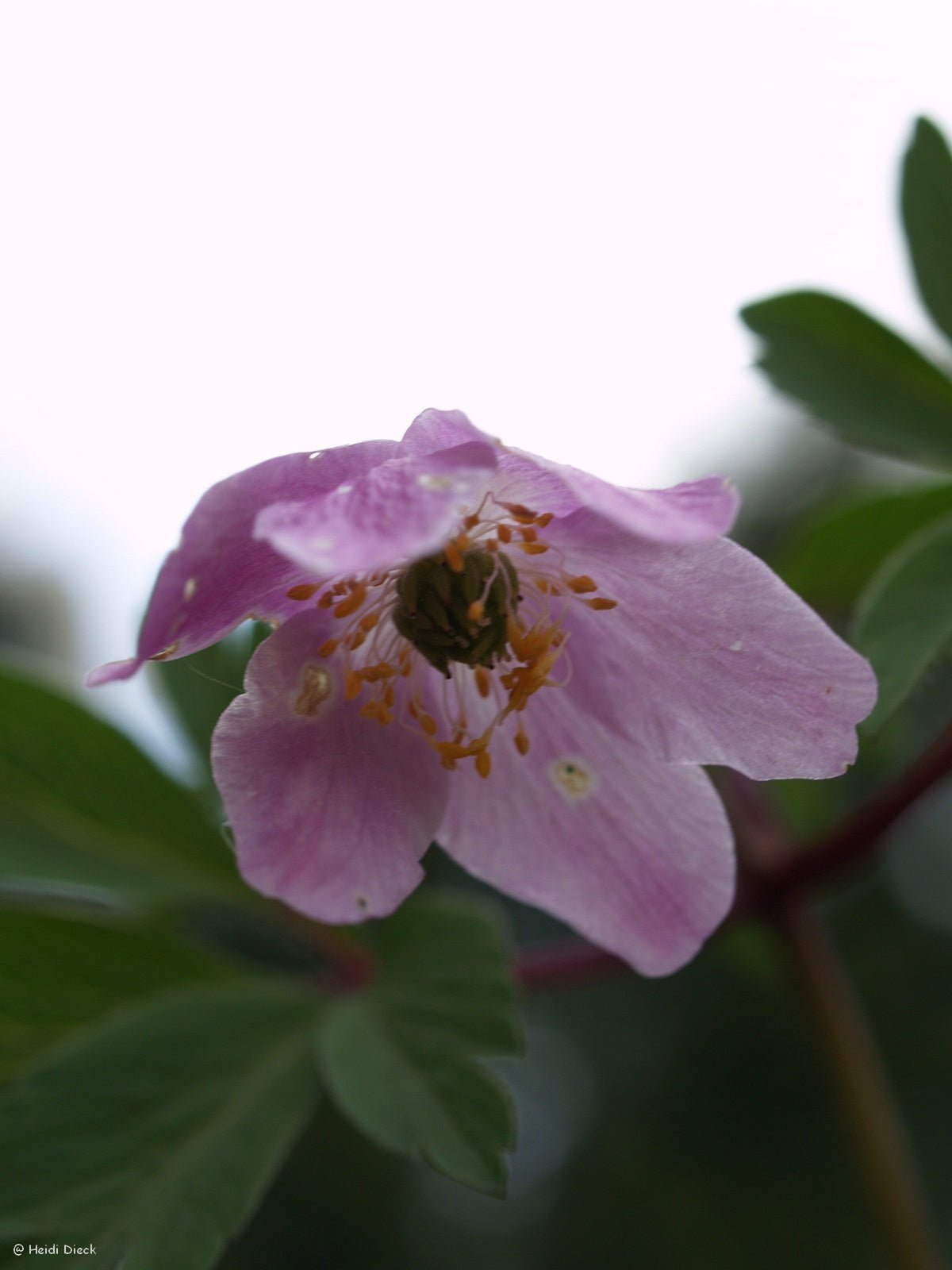 Anemone nemorosa 'Tilo' - Herrenkamper Gärten - Pflanzenraritäten