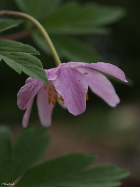 Anemone nemorosa 'Tilo' - Herrenkamper Gärten - Pflanzenraritäten