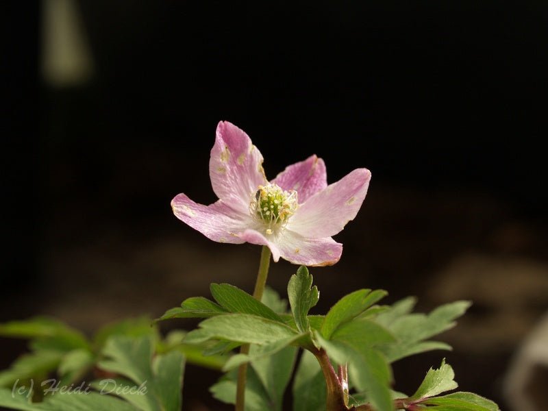 Anemone nemorosa 'Tilo' - Herrenkamper Gärten - Pflanzenraritäten