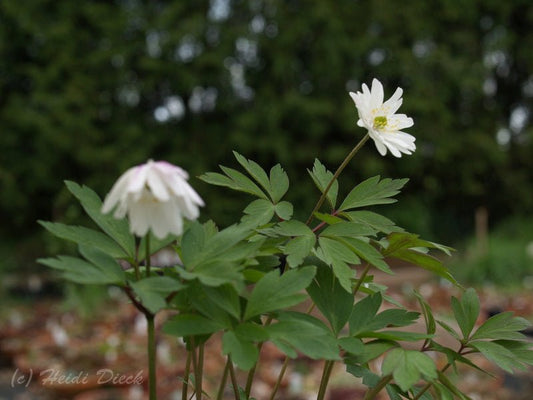 Anemone nemorosa 'Tinney s Plena' (Tinneys Blush) - Herrenkamper Gärten - Pflanzenraritäten