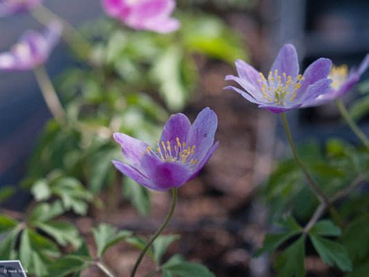 Anemone nemorosa 'Westwell Pink' - Herrenkamper Gärten - Pflanzenraritäten