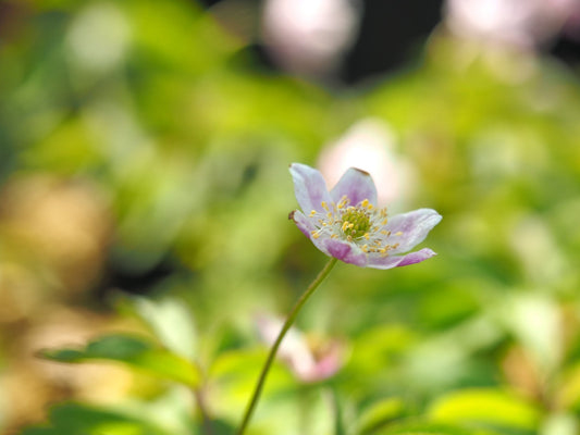 Anemone nemorosa 'Whyatts Pink' - Herrenkamper Gärten - Pflanzenraritäten