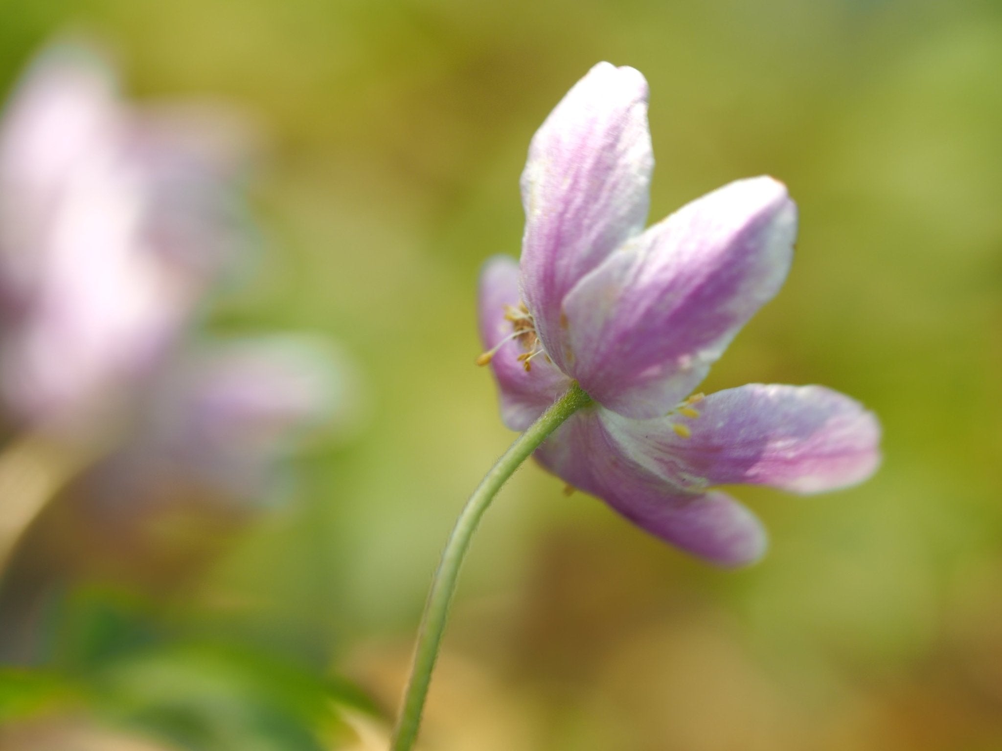 Anemone nemorosa 'Whyatts Pink' - Herrenkamper Gärten - Pflanzenraritäten