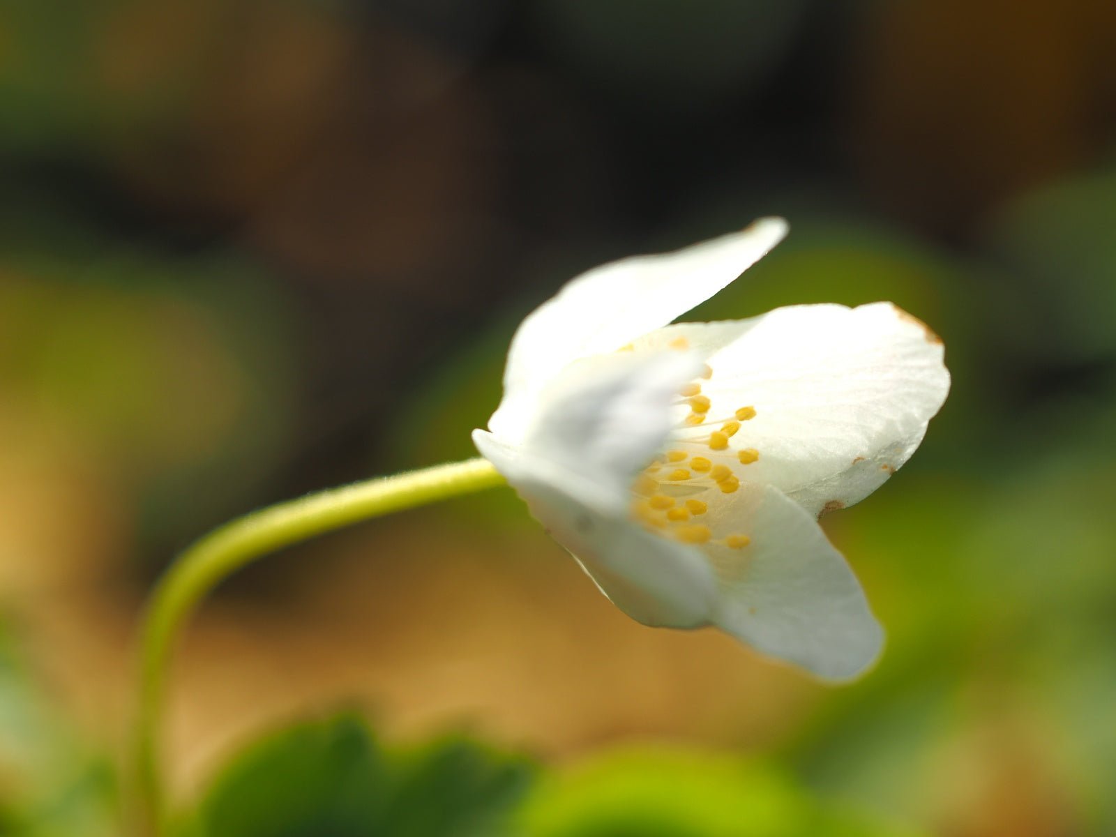 Anemone nemorosa 'Wilks Giant' - Herrenkamper Gärten - Pflanzenraritäten