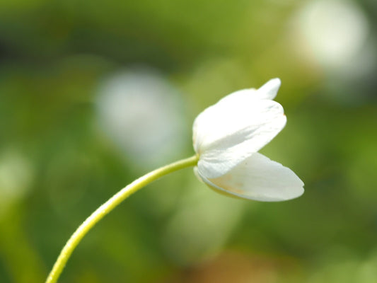 Anemone nemorosa 'Wilks Giant' - Herrenkamper Gärten - Pflanzenraritäten