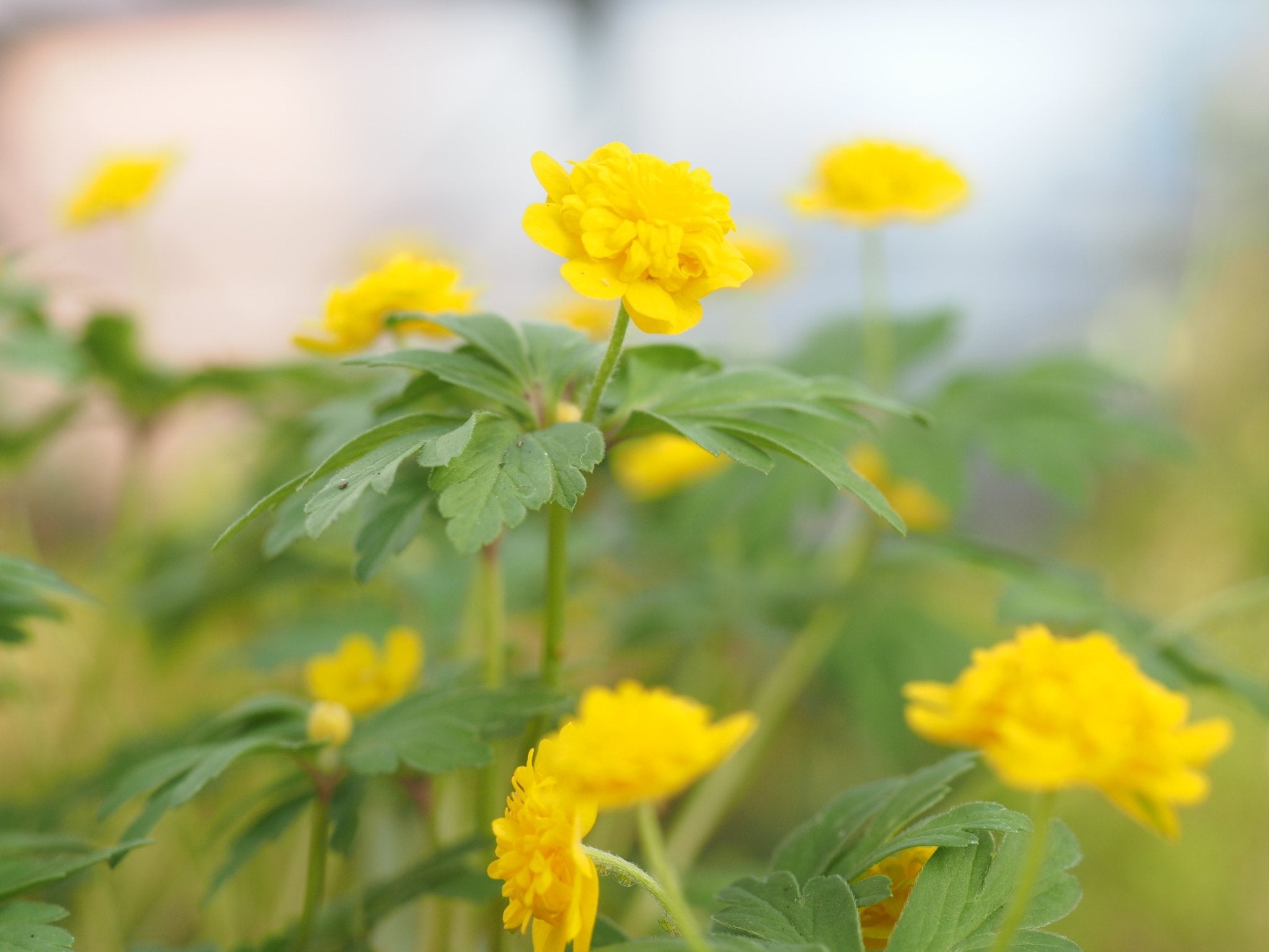 Anemone ranunculoides 'Flore Pleno Mini' - Herrenkamper Gärten - Pflanzenraritäten