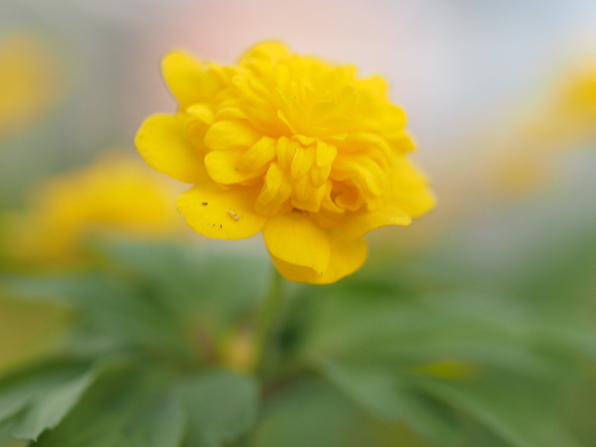 Anemone ranunculoides 'Flore Pleno Mini' - Herrenkamper Gärten - Pflanzenraritäten