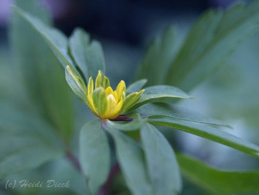 Anemone ranunculoides 'Fuchsies Traum' - Herrenkamper Gärten - Pflanzenraritäten