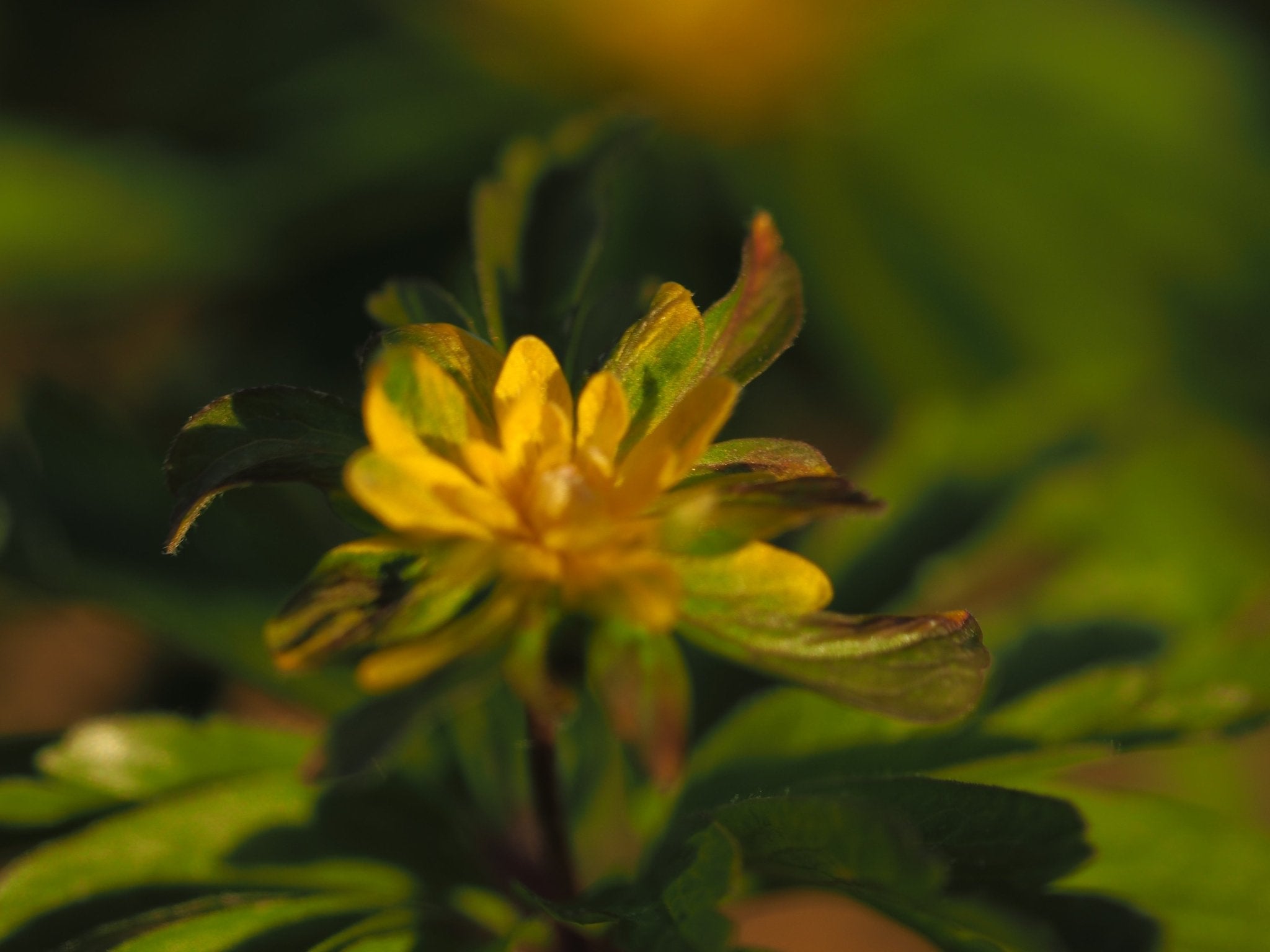 Anemone ranunculoides 'Pleniflora' - Herrenkamper Gärten - Pflanzenraritäten