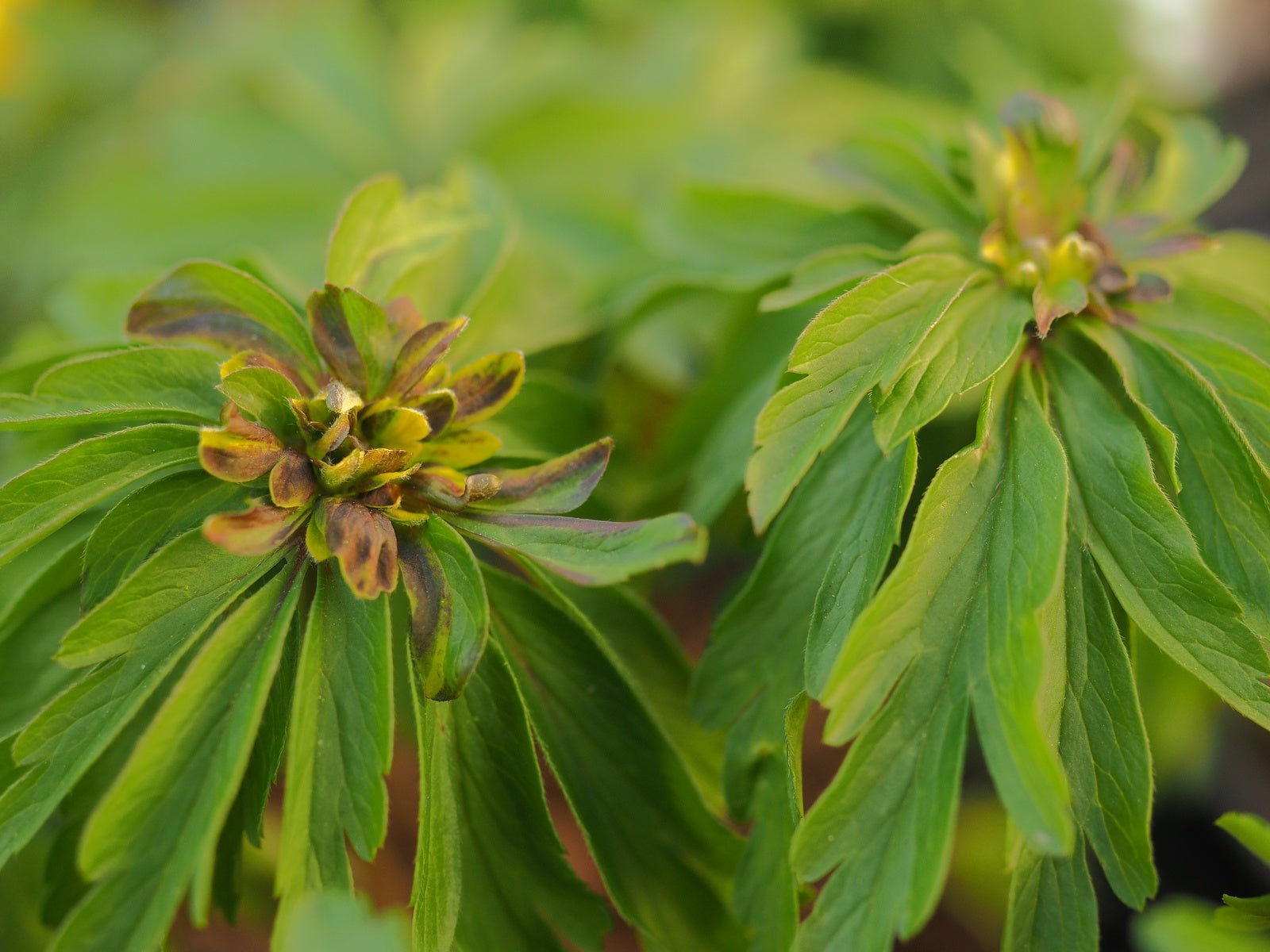 Anemone ranunculoides 'Vulkaan' - Herrenkamper Gärten - Pflanzenraritäten