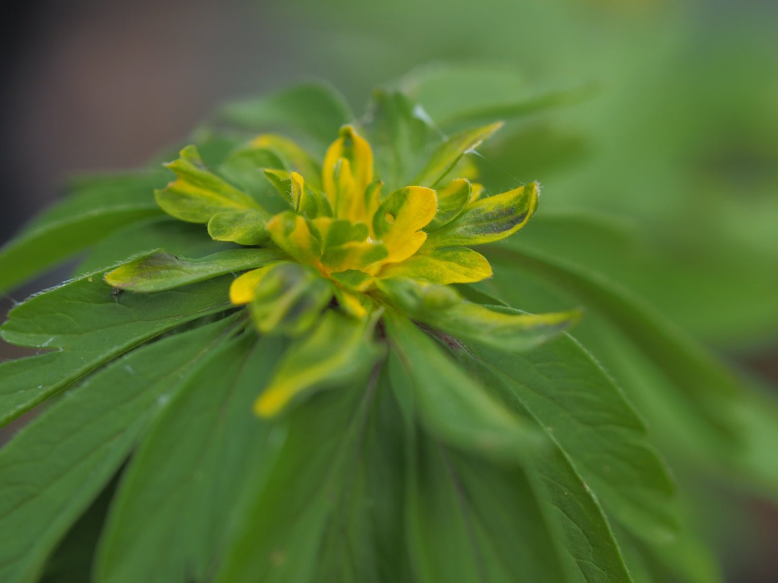 Anemone ranunculoides 'Vulkaan' - Herrenkamper Gärten - Pflanzenraritäten