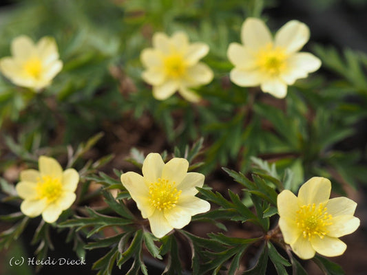 Anemone x lipsiensis 'Vimariensis' - Herrenkamper Gärten - Pflanzenraritäten