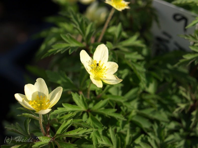 Anemone x lipsiensis 'Vindobonensis' - Herrenkamper Gärten - Pflanzenraritäten