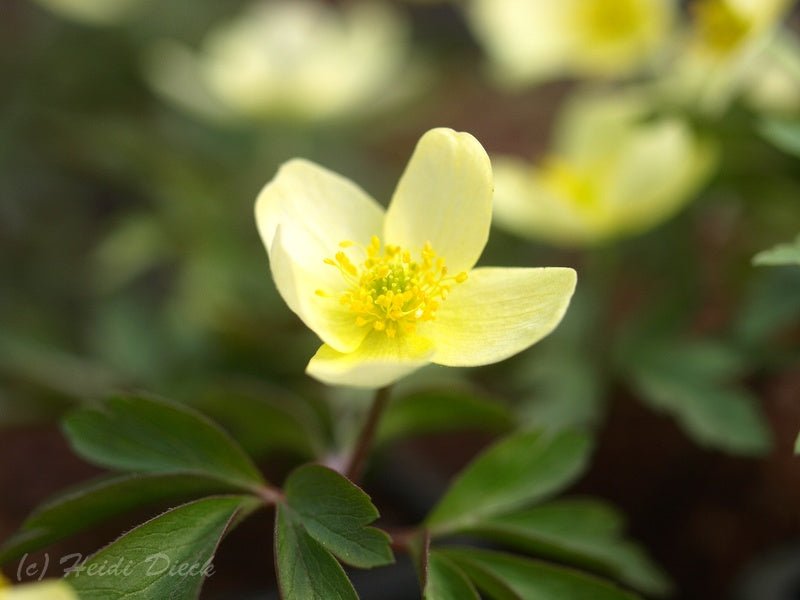 Anemone x lipsiensis 'Vindobonensis' - Herrenkamper Gärten - Pflanzenraritäten