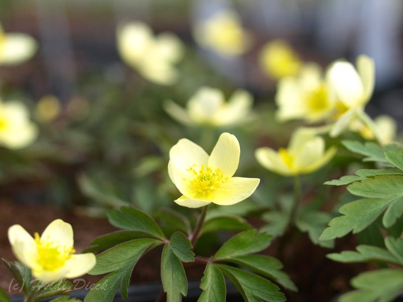 Anemone x lipsiensis 'Vindobonensis' - Herrenkamper Gärten - Pflanzenraritäten