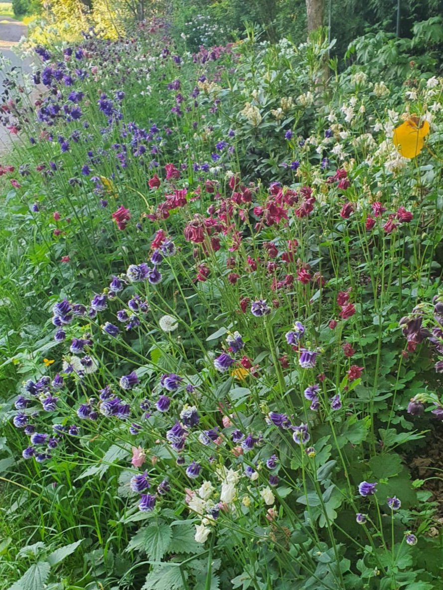 Aquilegia vulgaris - Saat - Herrenkamper Gärten - Pflanzenraritäten