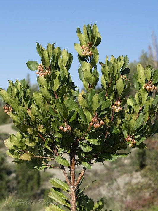 Arbutus menziesii - Herrenkamper Gärten - Pflanzenraritäten
