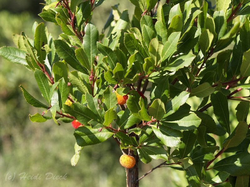 Arbutus menziesii - Herrenkamper Gärten - Pflanzenraritäten