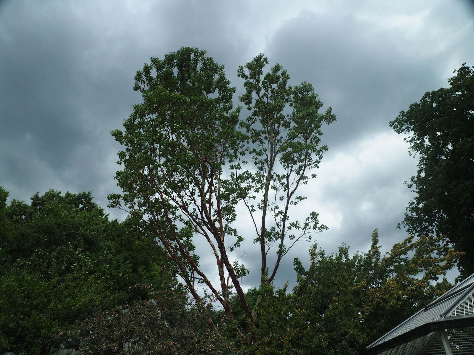 Arbutus menziesii - Herrenkamper Gärten - Pflanzenraritäten