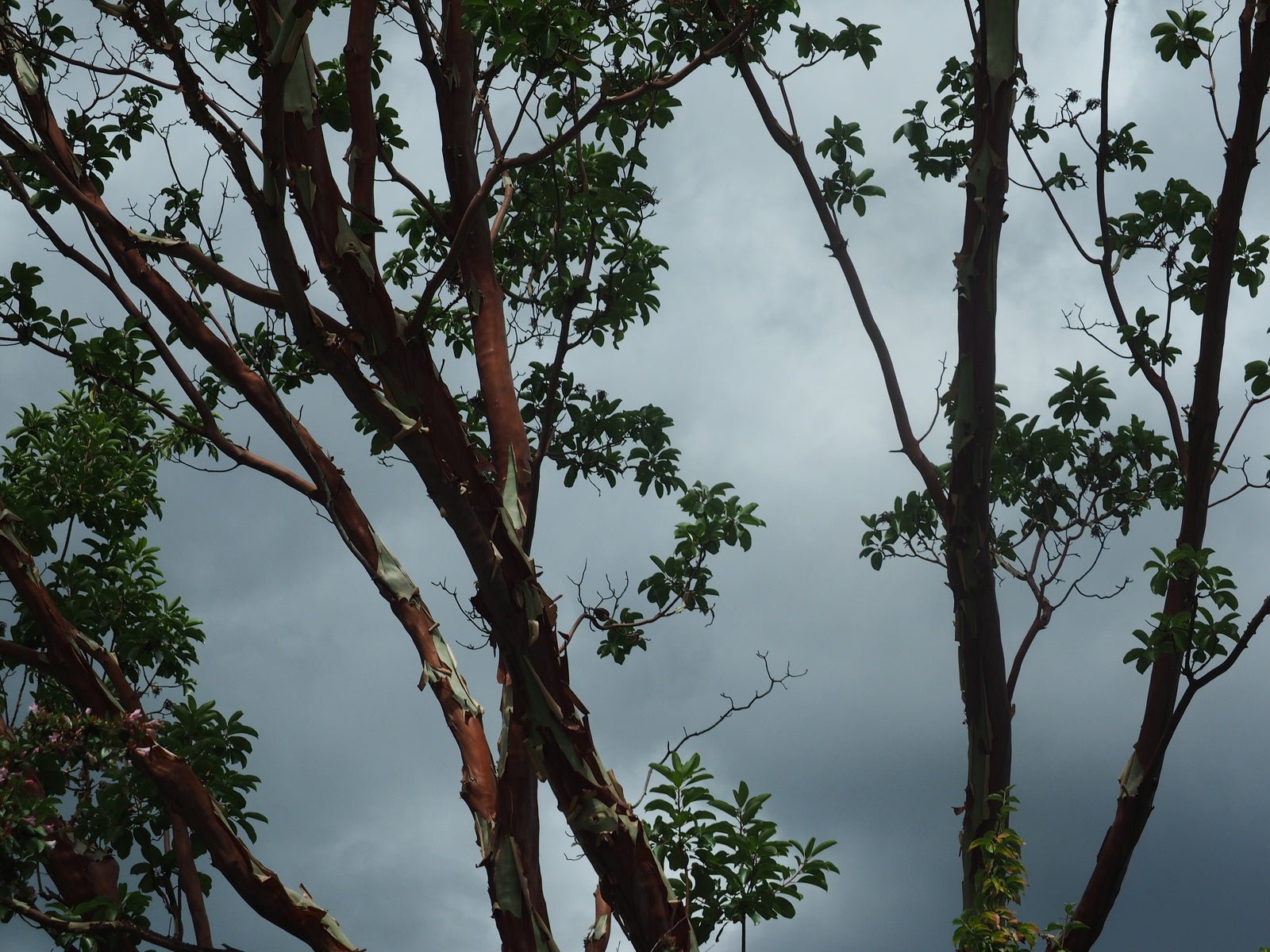 Arbutus menziesii - Herrenkamper Gärten - Pflanzenraritäten