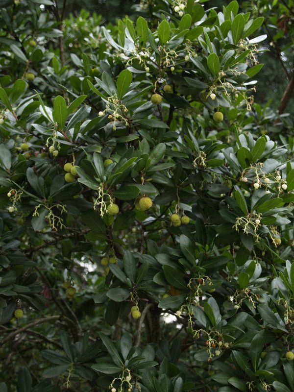 Arbutus unedo - Herrenkamper Gärten - Pflanzenraritäten