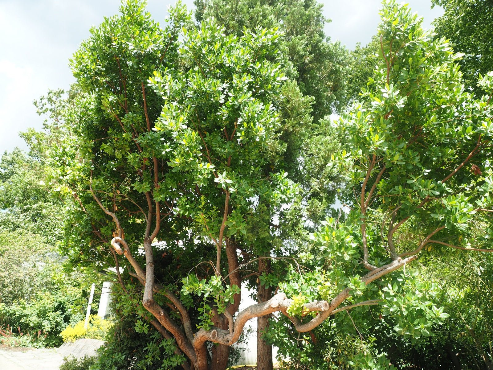 Arbutus unedo - Herrenkamper Gärten - Pflanzenraritäten