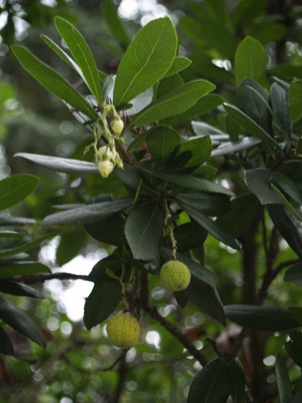 Arbutus unedo - Herrenkamper Gärten - Pflanzenraritäten