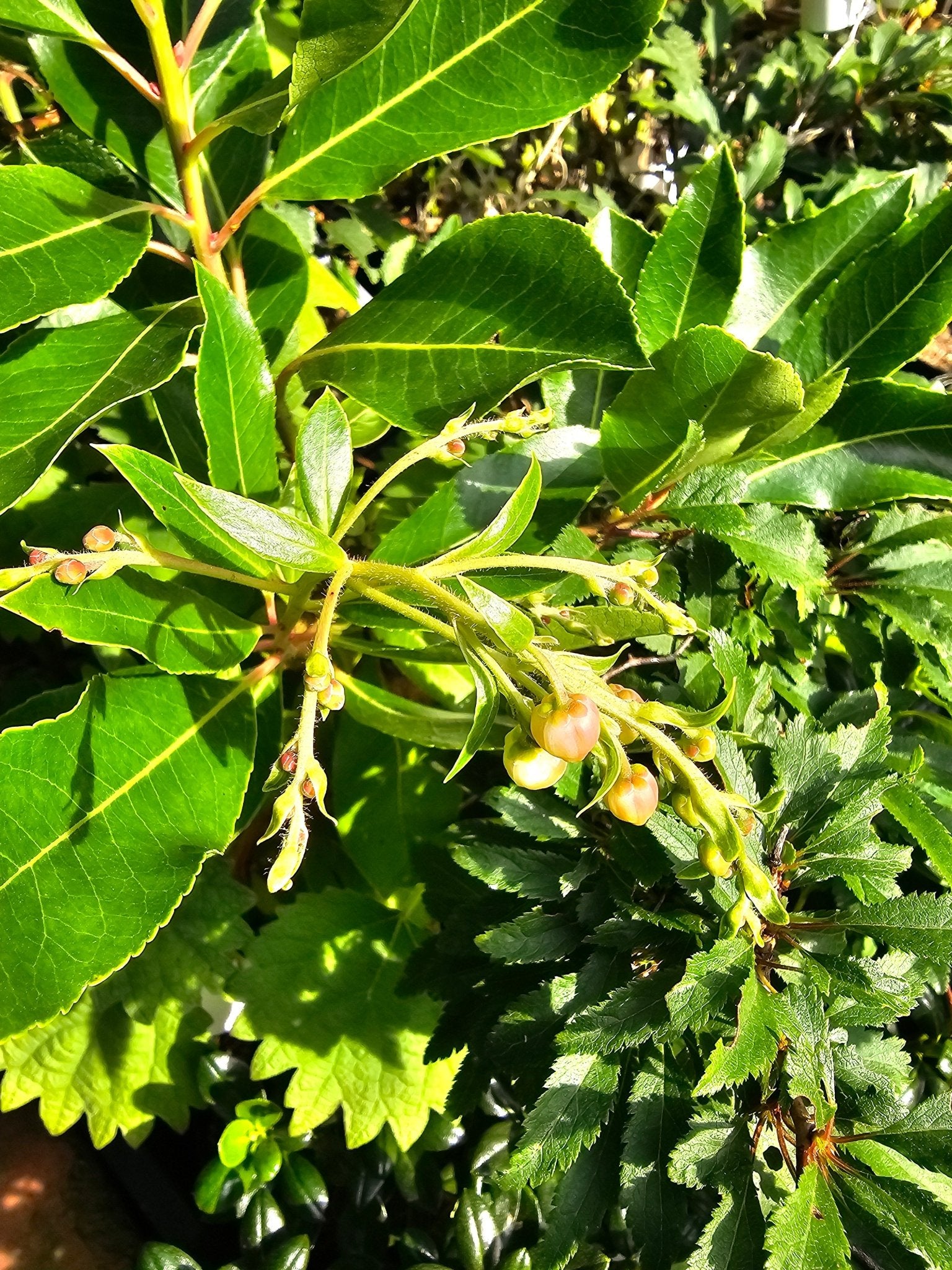 Arbutus unedo 'Marina' - Herrenkamper Gärten - Pflanzenraritäten