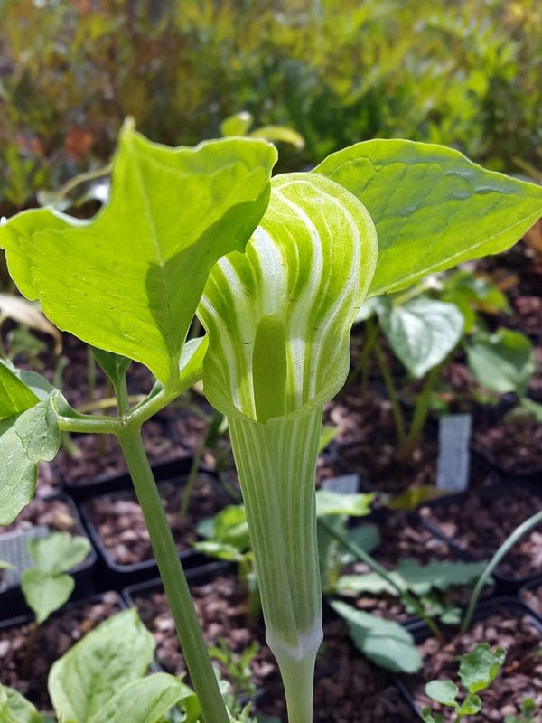 Arisaema amurense - Herrenkamper Gärten - Pflanzenraritäten