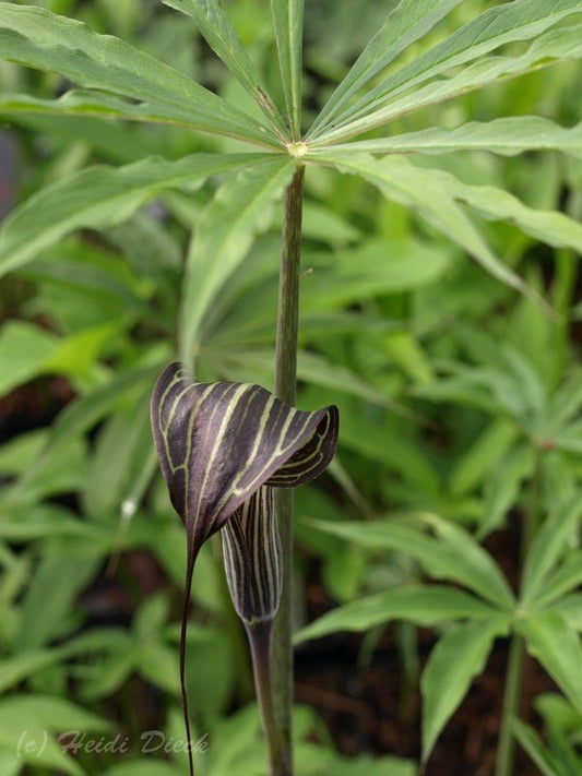 Arisaema ciliatum - Herrenkamper Gärten - Pflanzenraritäten