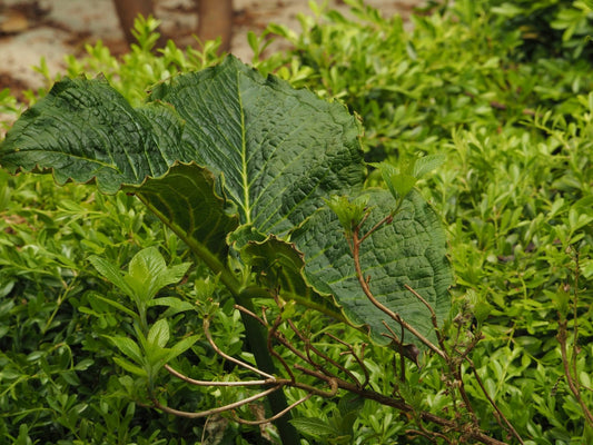 Arisaema griffithii - Herrenkamper Gärten - Pflanzenraritäten