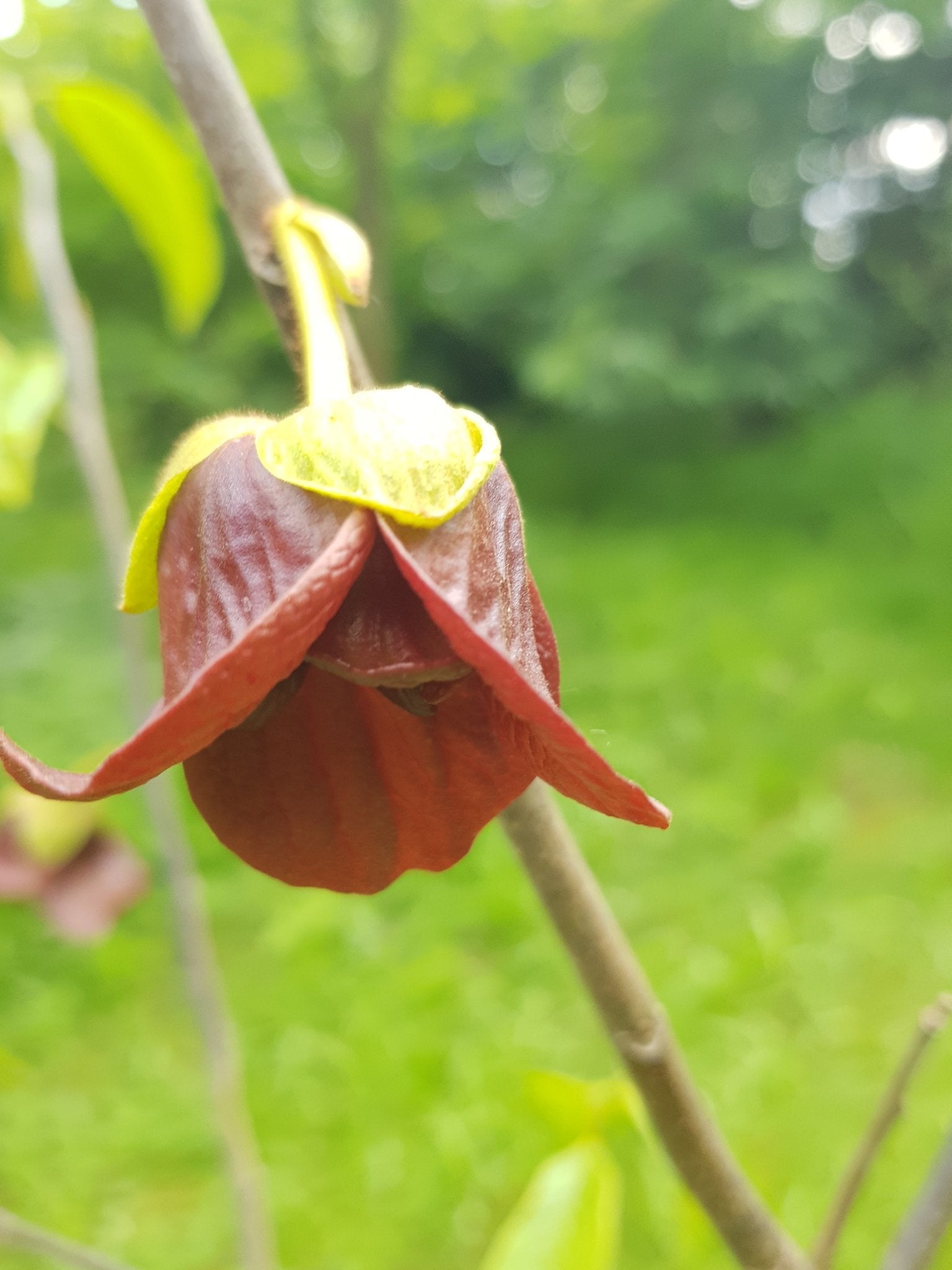 Asimina triloba - Herrenkamper Gärten - Pflanzenraritäten