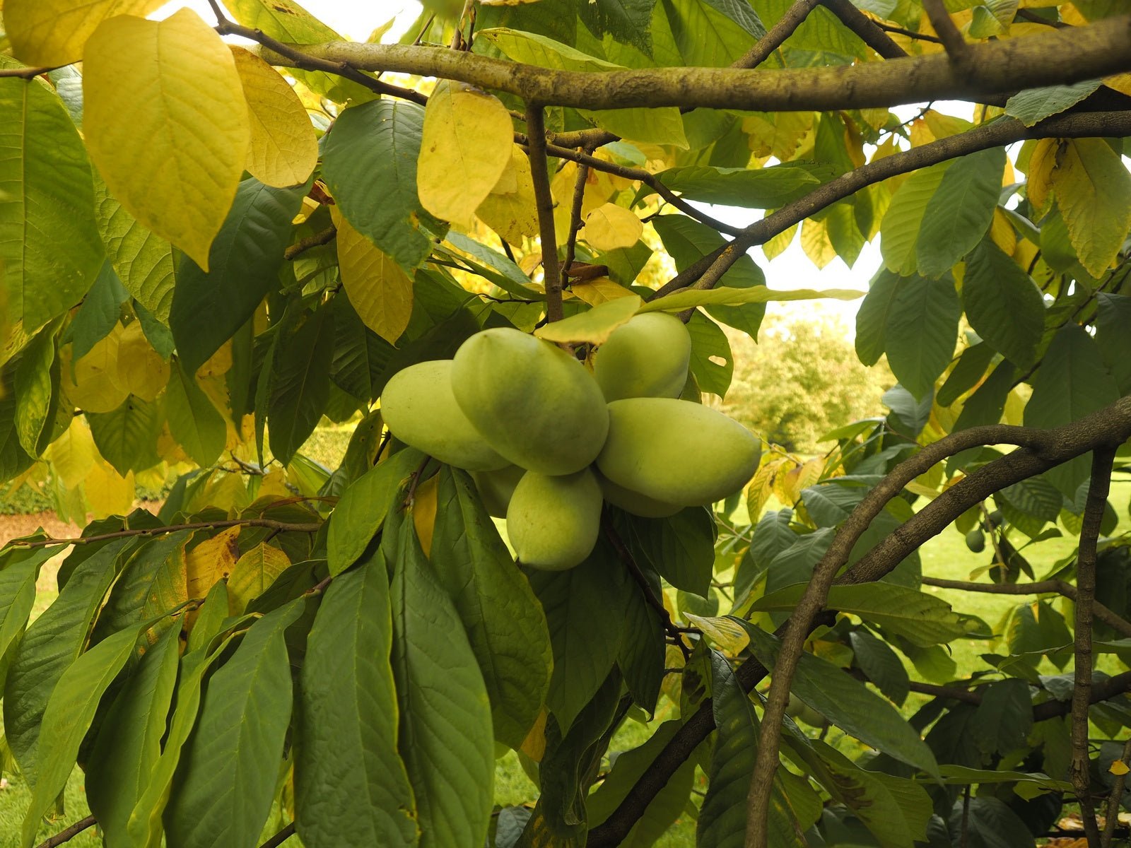 Asimina triloba - Herrenkamper Gärten - Pflanzenraritäten