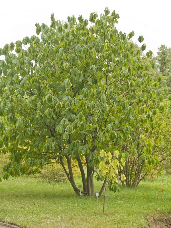 Asimina triloba - Herrenkamper Gärten - Pflanzenraritäten