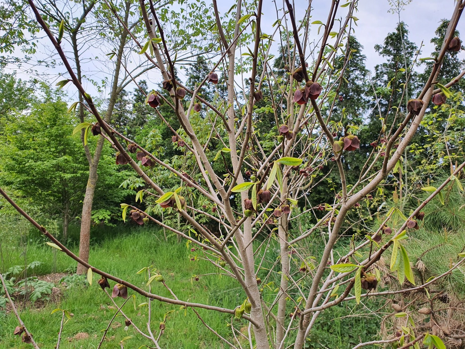 Asimina triloba - Herrenkamper Gärten - Pflanzenraritäten
