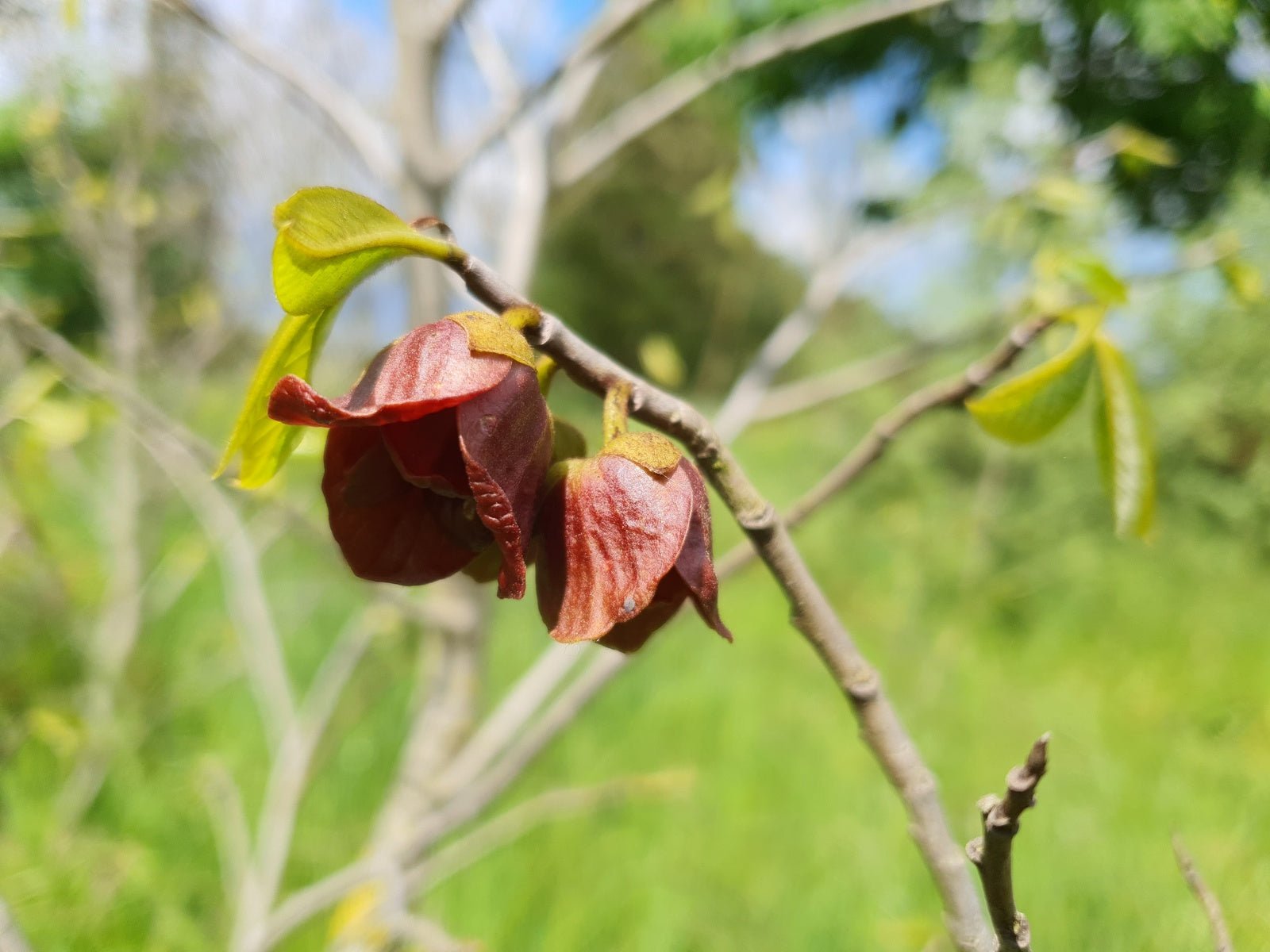 Asimina triloba - Herrenkamper Gärten - Pflanzenraritäten