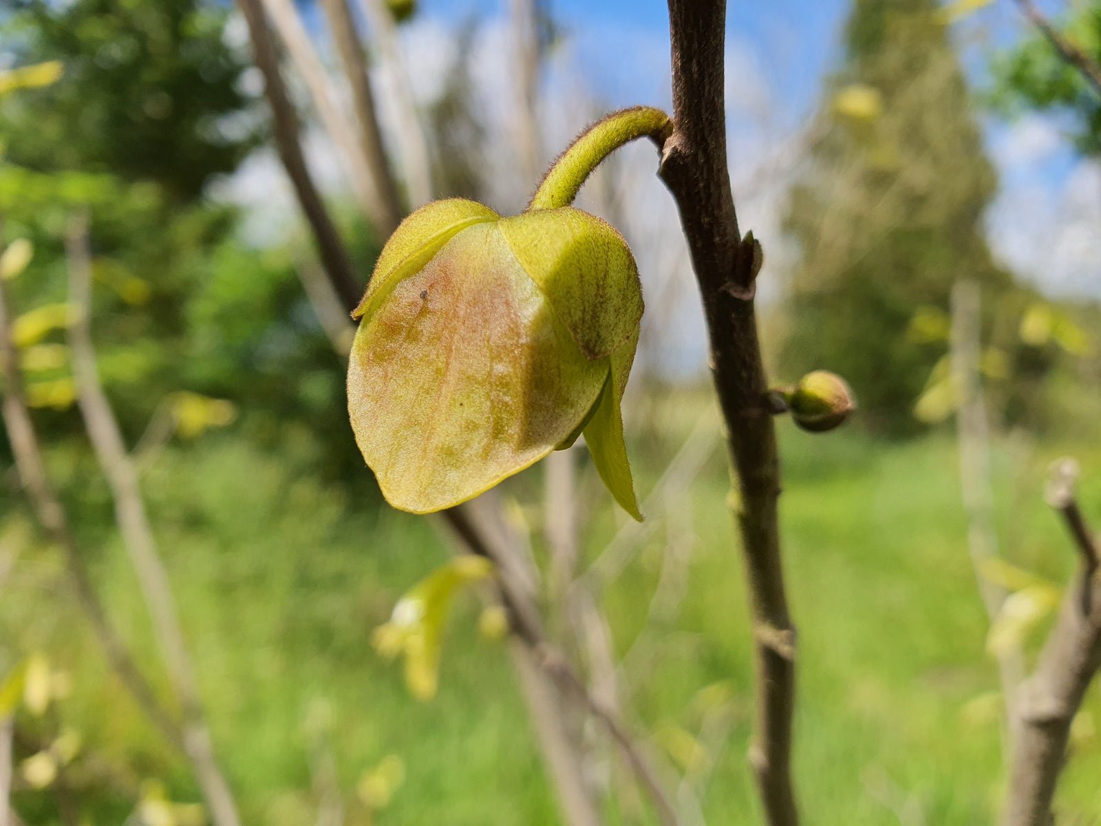 Asimina triloba - Herrenkamper Gärten - Pflanzenraritäten