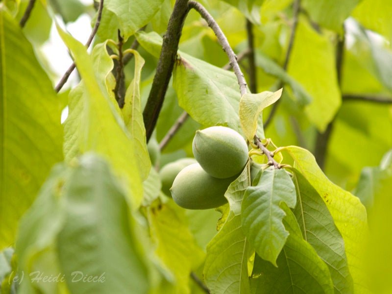 Asimina triloba - Herrenkamper Gärten - Pflanzenraritäten