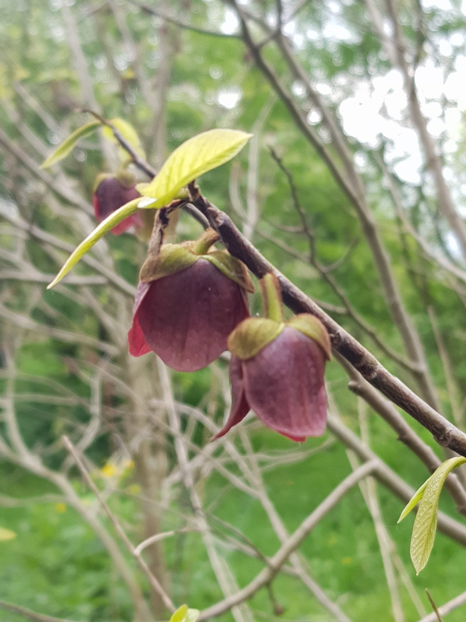 Asimina triloba - Herrenkamper Gärten - Pflanzenraritäten