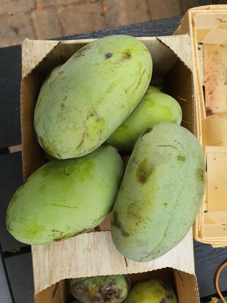 Asimina triloba - Herrenkamper Gärten - Pflanzenraritäten