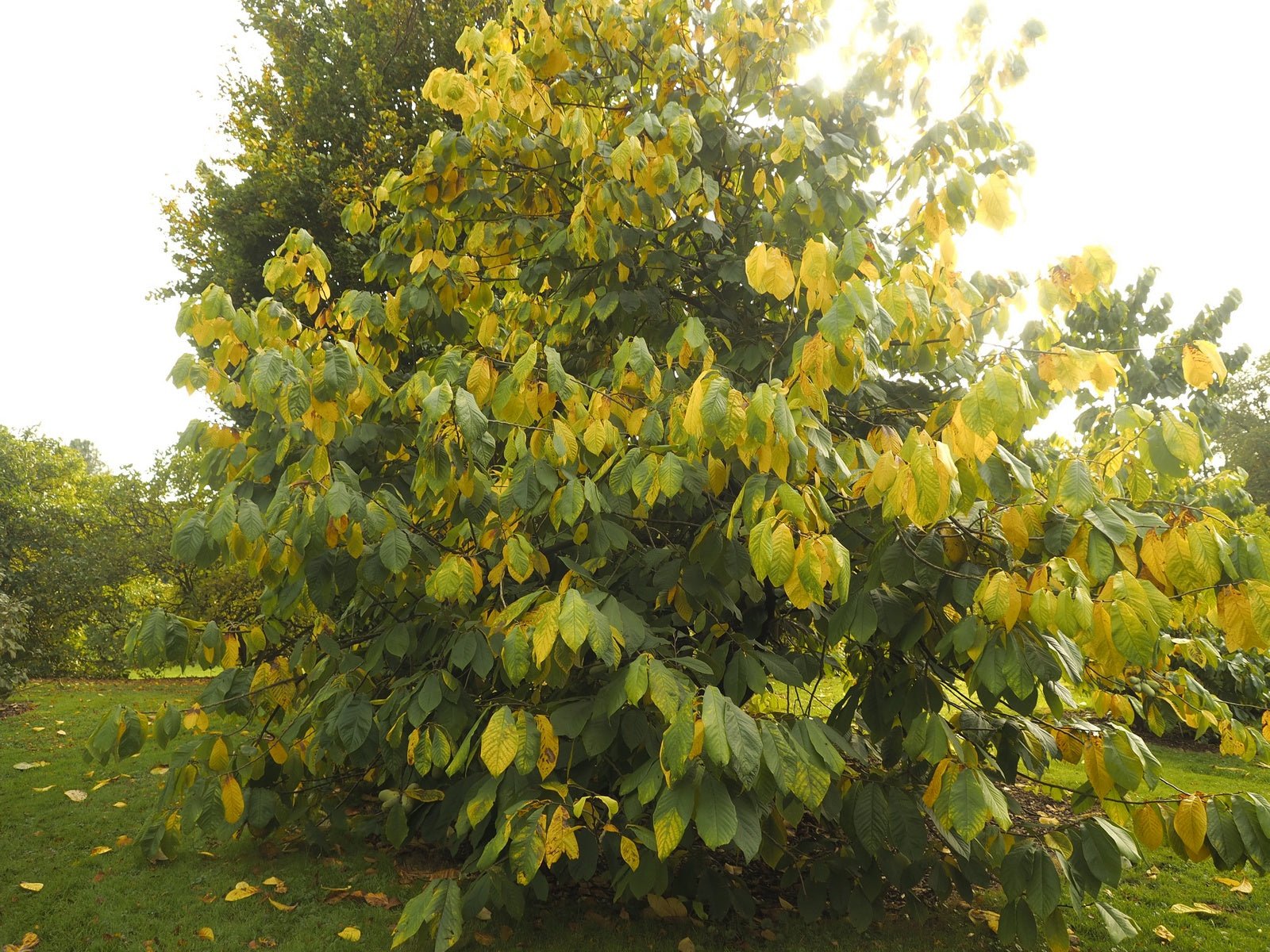 Asimina triloba - Herrenkamper Gärten - Pflanzenraritäten