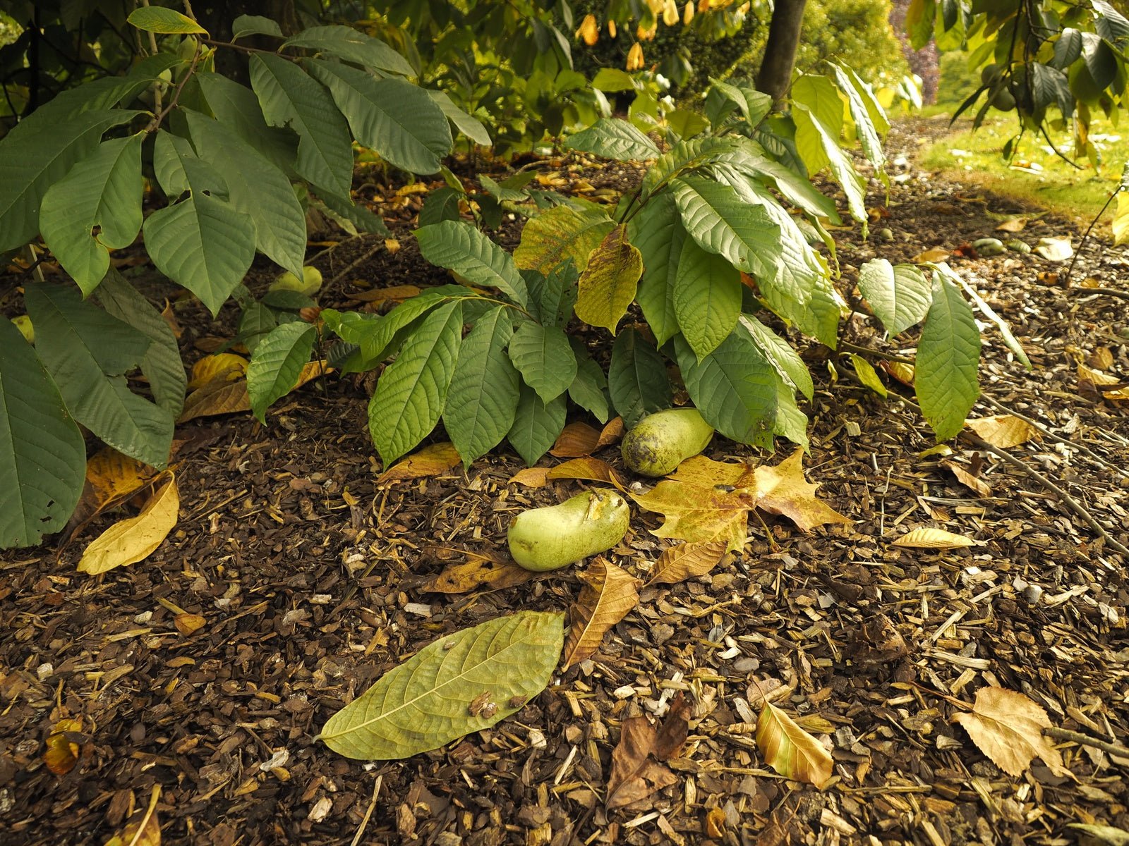 Asimina triloba - Herrenkamper Gärten - Pflanzenraritäten