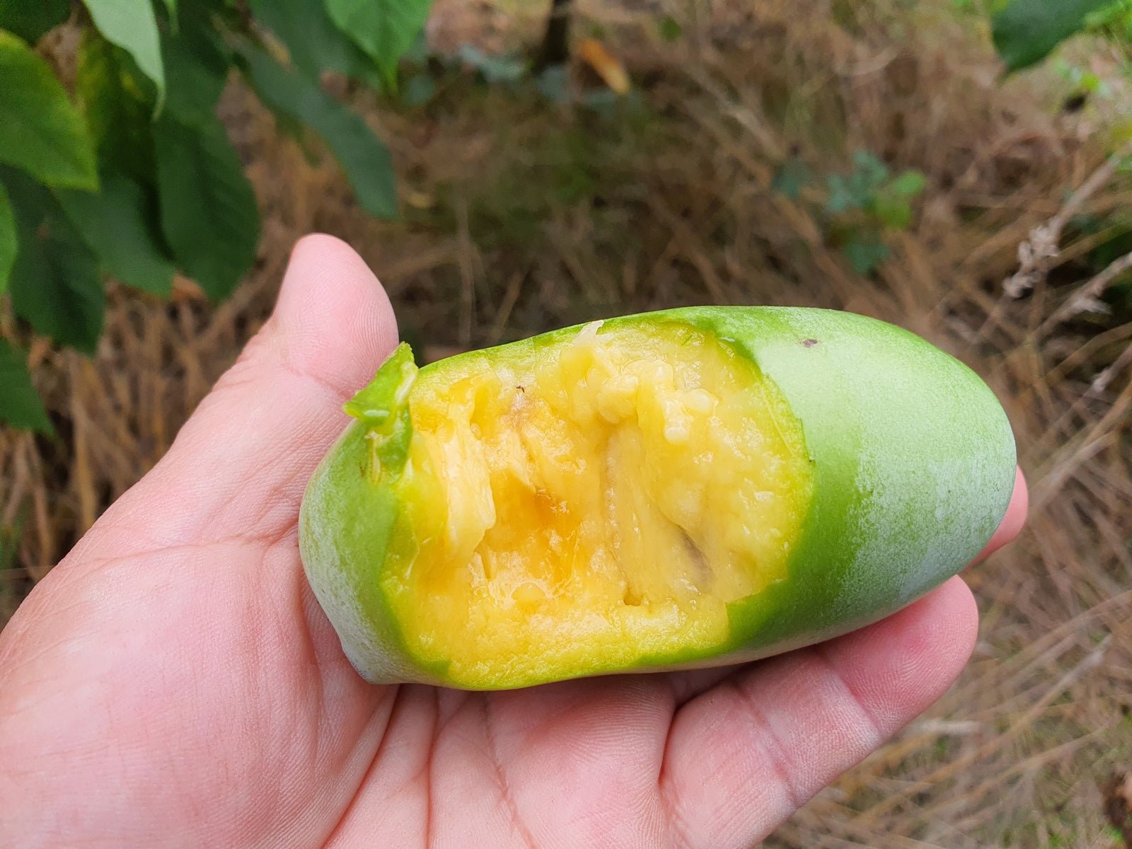 Asimina triloba - Herrenkamper Gärten - Pflanzenraritäten